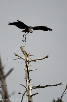 copyright image of Heron Landing, all rights reserved